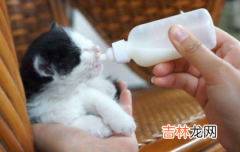 20天小猫一顿喝多少奶