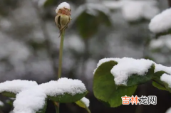 成都2022年春节会下雪吗