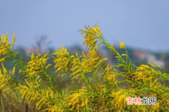 加拿大一枝黄花危害有多大