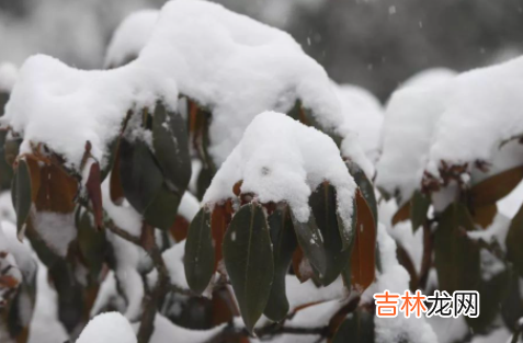 雪台风是什么意思