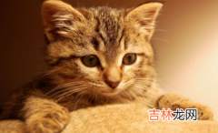 猫咪冬天是不是不爱吃东西