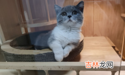 猫咪吃的鸡胸肉放盐吗