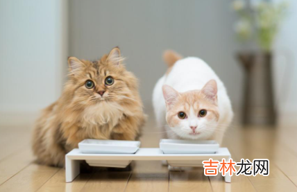 猫吃了猫粮呕吐是什么原因