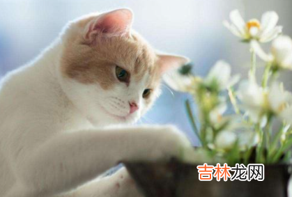 猫吃了猫粮呕吐是什么原因