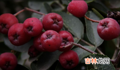 雪球山楂为什么第二天就化了