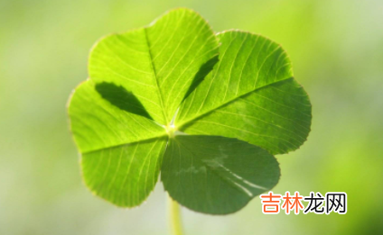 2022年金牛座的运势如何