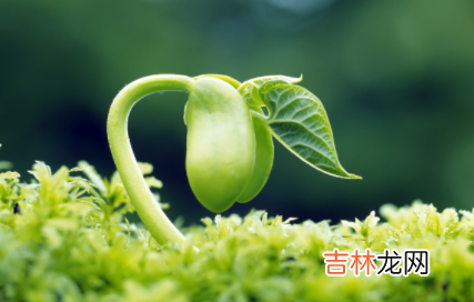 豆芽过夜怎么留才新鲜