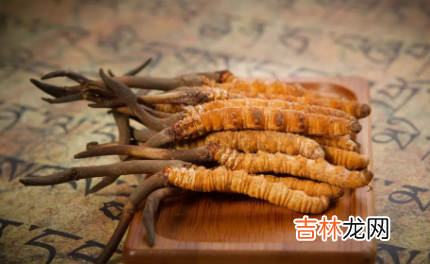 真冬虫夏草和假的有什么区别