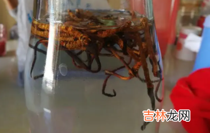 一斤酒泡多少虫草合适