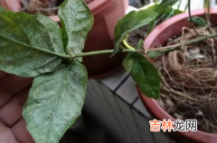 花里的白色的虫子怎么治