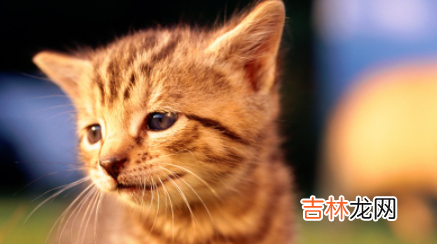 母猫生猫咪怎么照顾