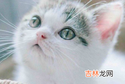 母猫生猫咪怎么照顾