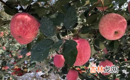 苹果冻皱了能缓过来吗