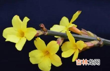 2022年广州春节花市什么时候开