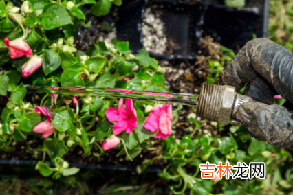 泡的隔夜茶可以直接浇花吗