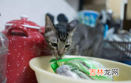 猫咪总舔塑料袋啥意思