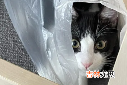 猫咪总舔塑料袋啥意思