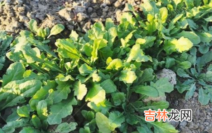 荠菜种子要用水泡吗