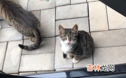 小猫眼屎多正常吗