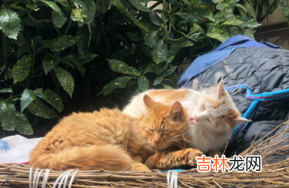 小猫眼屎多正常吗