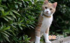 小猫眼屎多正常吗