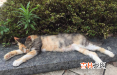 母猫多久不管小猫