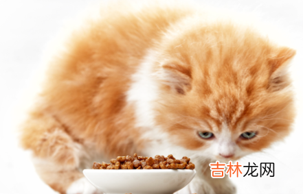 猫粮怎么做成流食