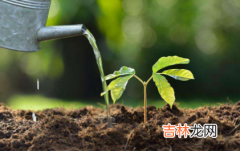 雨水可以存起来浇花吗