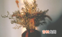 干花会不会枯萎