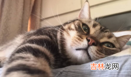 猫自己在家三天没事吧