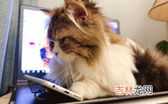 猫自己在家三天没事吧