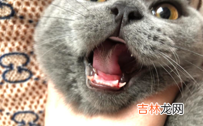 猫咪掉牙齿正常吗