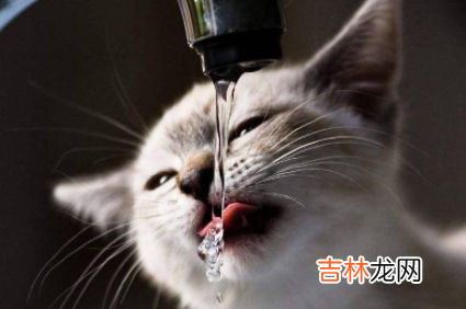猫咪可以喝凉白开吗