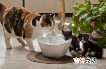 猫咪可以喝凉白开吗