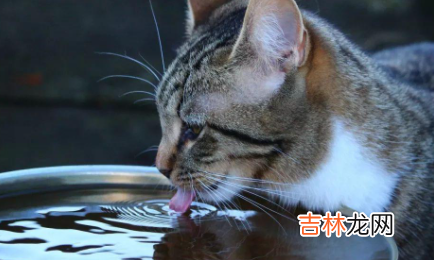 猫咪可以喝凉白开吗