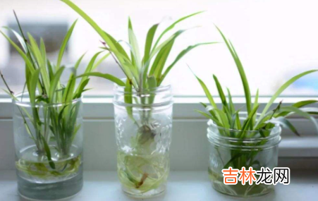 水培植物长虫子怎么办