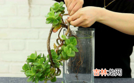 水培植物长虫子怎么办