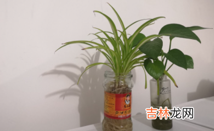 水培植物长虫子怎么办