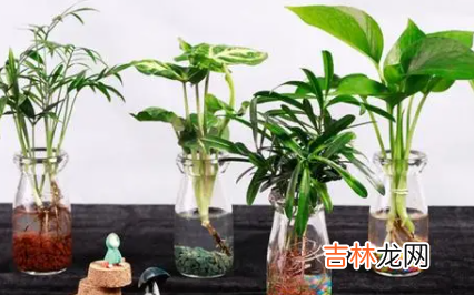 水培植物换水需要洗根系吗