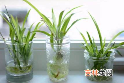 水培植物换水需要洗根系吗