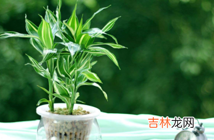 水培绿植多久换水