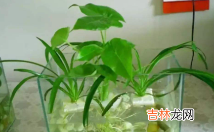 水培绿植多久换水