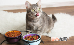 没有猫粮可以给猫咪喂什么