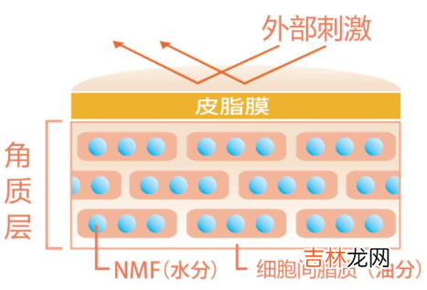 角质层薄怎么修复增厚