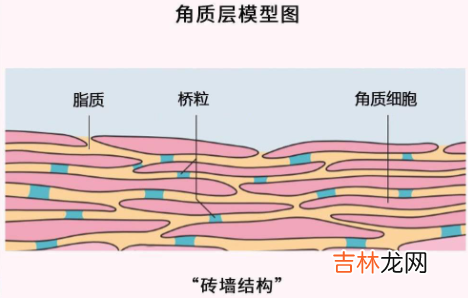 角质层薄怎么修复增厚