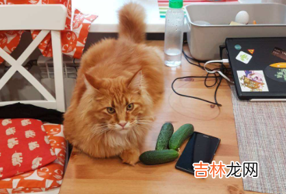 猫吃黄瓜能生吃吗