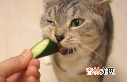 猫吃黄瓜能生吃吗