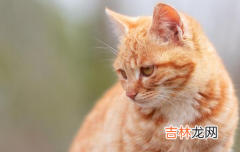 怎么教育猫咪不抓沙发