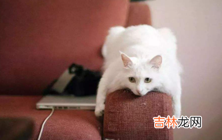 怎么教育猫咪不抓沙发