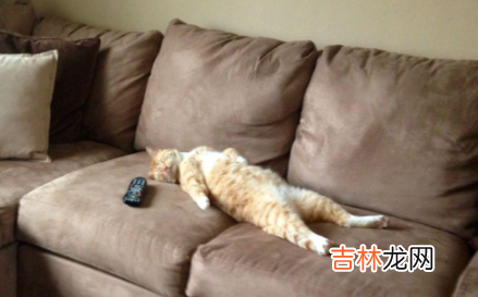 怎么教育猫咪不抓沙发